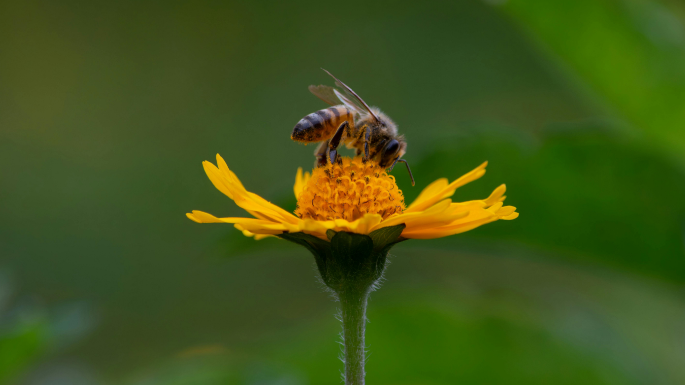 A Guide to Bee Species