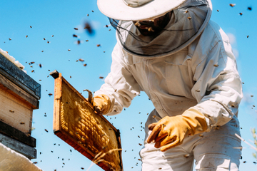 propolis