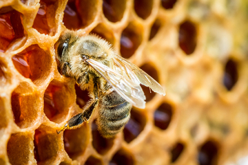 propolis