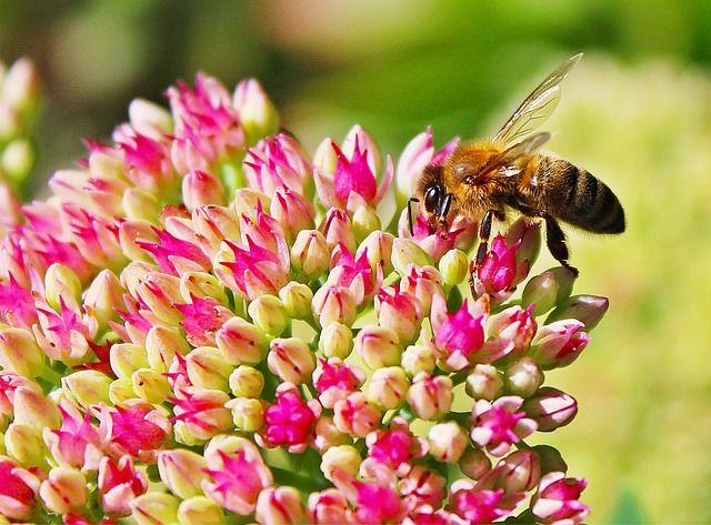 Bee landing on flower
